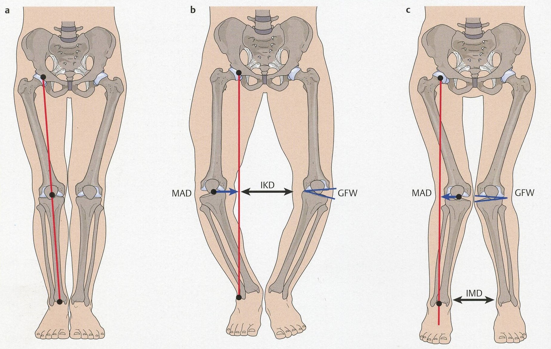 Knie dr med univ peter ambrozy